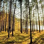 Oaza - Unikalne I Wyjatkowe Miejsce W Borach Tucholskich * Cis